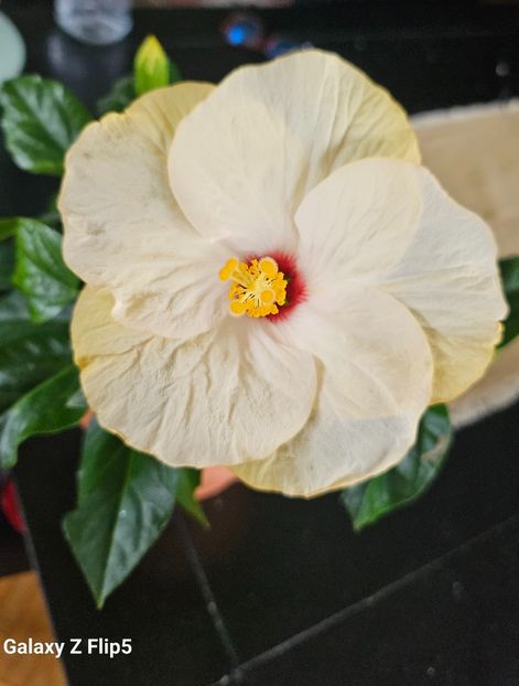  - Hibiscus