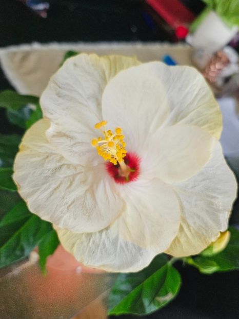  - Hibiscus