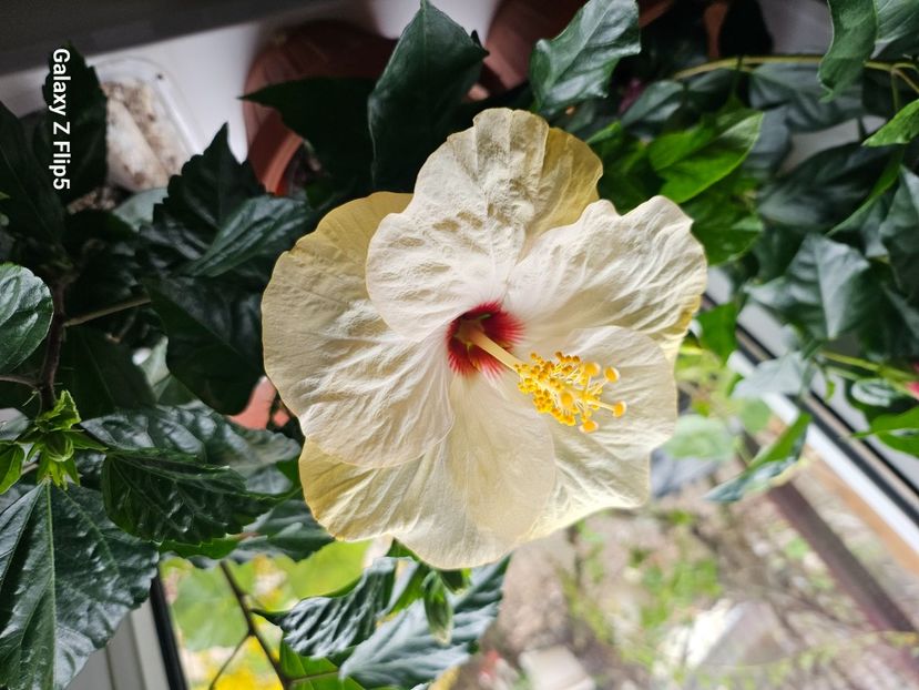 - Hibiscus