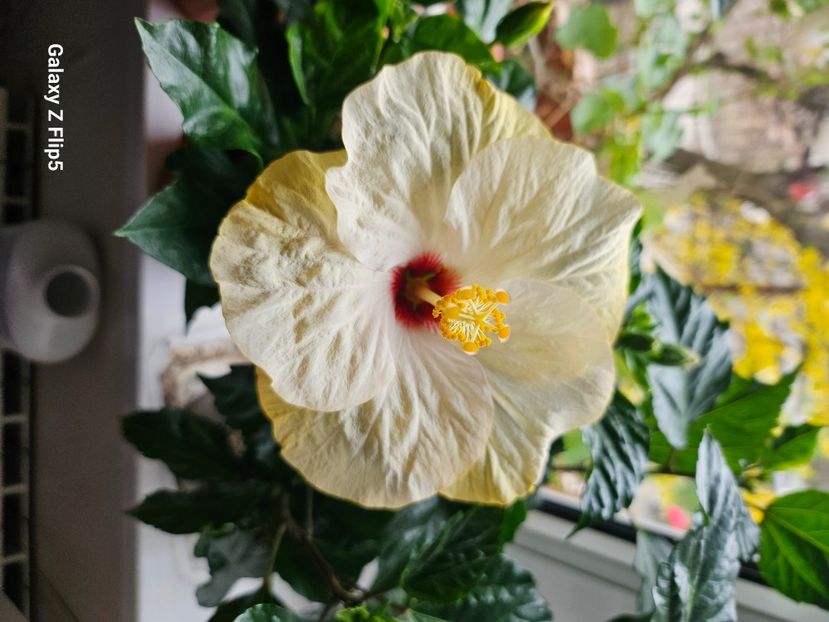  - Hibiscus