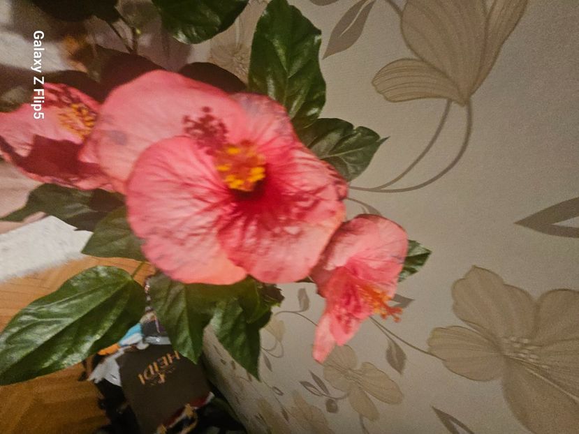  - Hibiscus