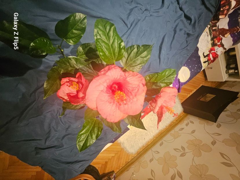  - Hibiscus