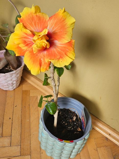  - Hibiscus