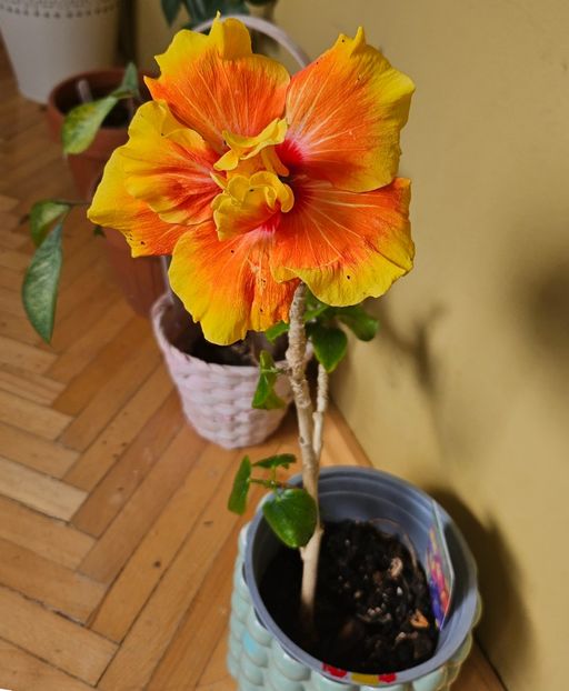  - Hibiscus