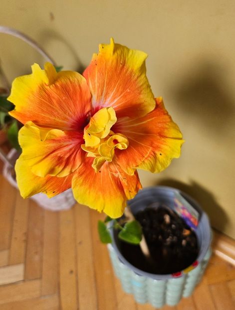  - Hibiscus