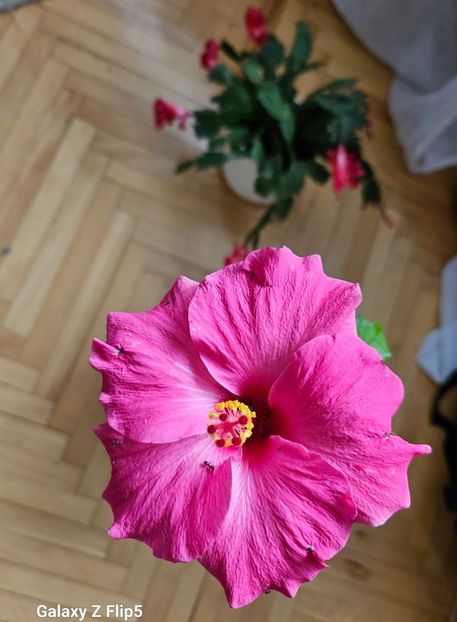  - Hibiscus