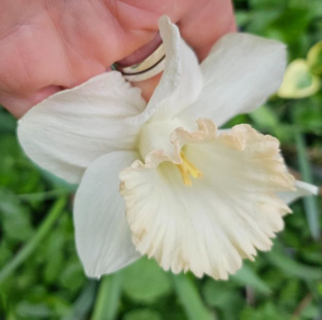  - Narcise 2018 24 25