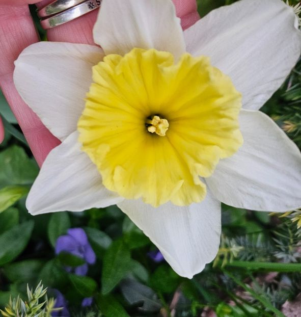  - Narcise 2018 24 25