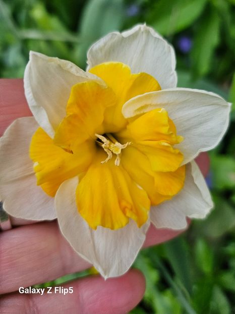  - Narcise 2018 24 25