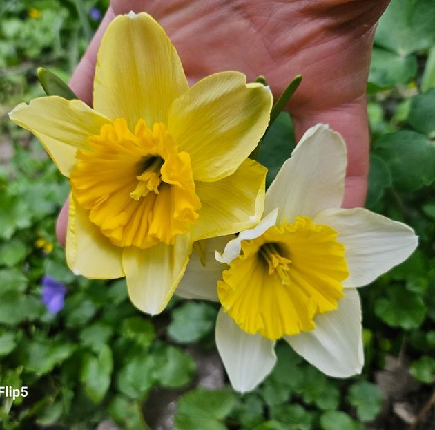  - Narcise 2018 24 25