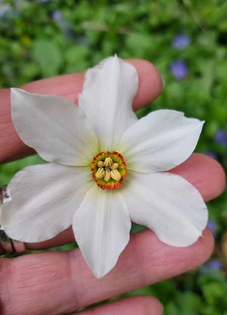  - Narcise 2018 24 25