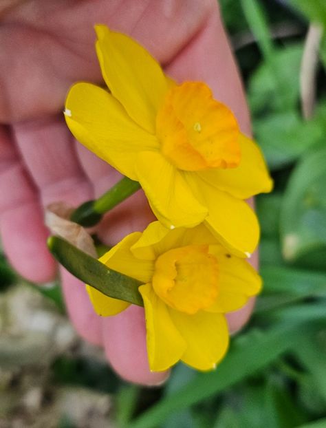  - Narcise 2018 24 25