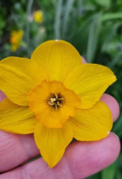  - Narcise 2018 24 25