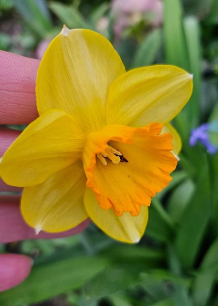  - Narcise 2018 24 25