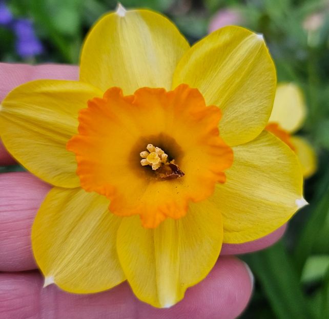  - Narcise 2018 24 25