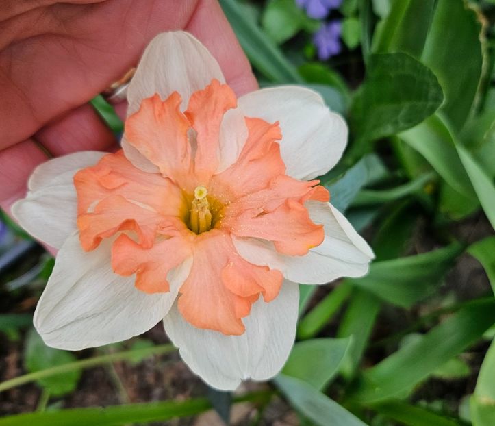  - Narcise 2018 24 25