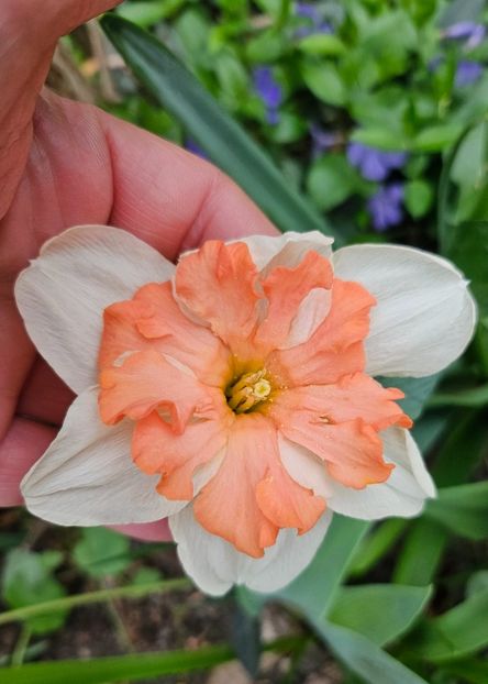  - Narcise 2018 24 25