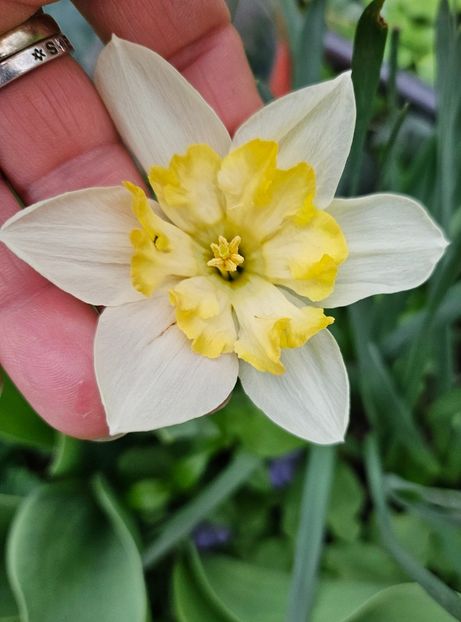  - Narcise 2018 24 25