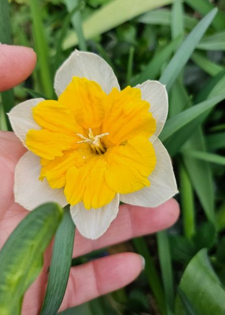  - Narcise 2018 24 25