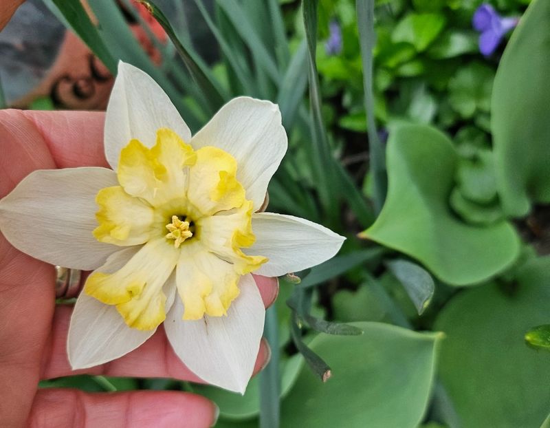  - Narcise 2018 24 25