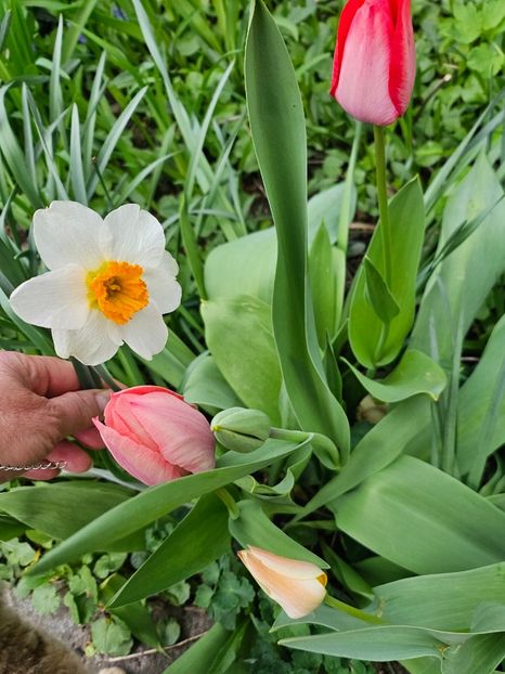  - Narcise 2018 24 25