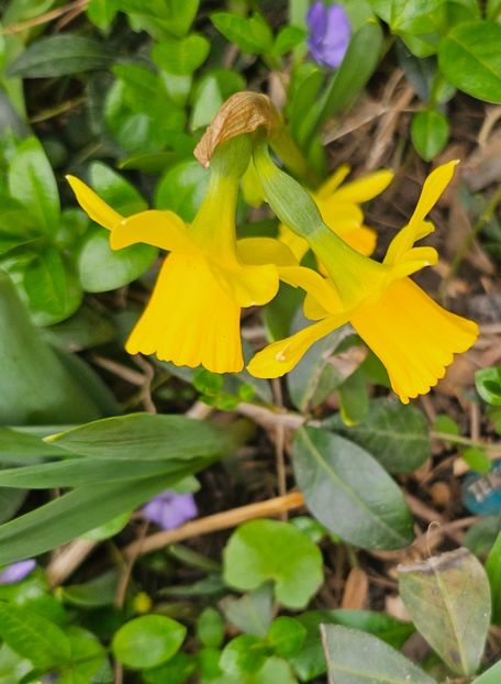  - Narcise 2018 24 25