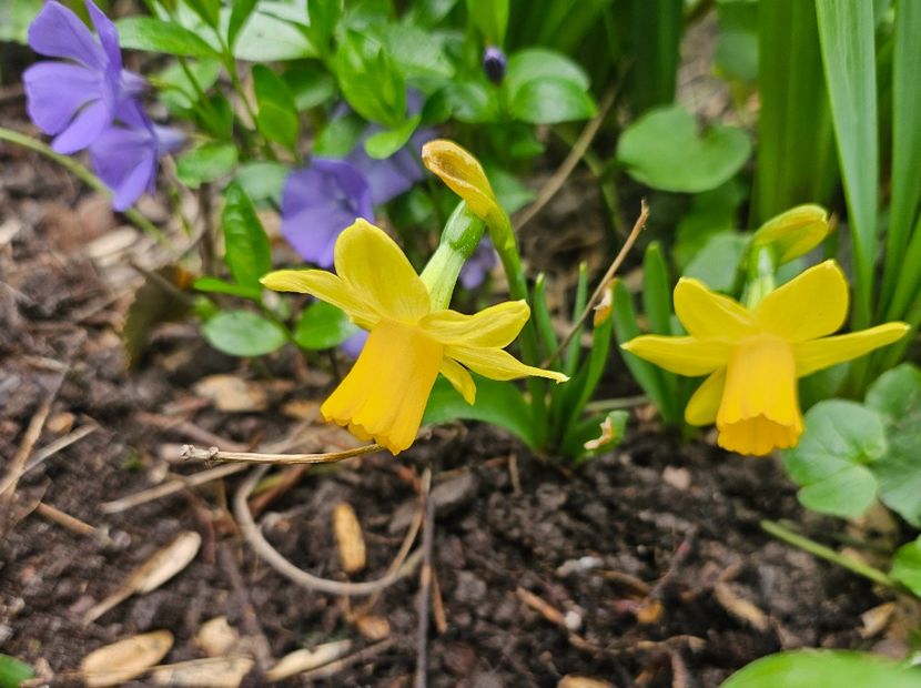  - Narcise 2018 24 25