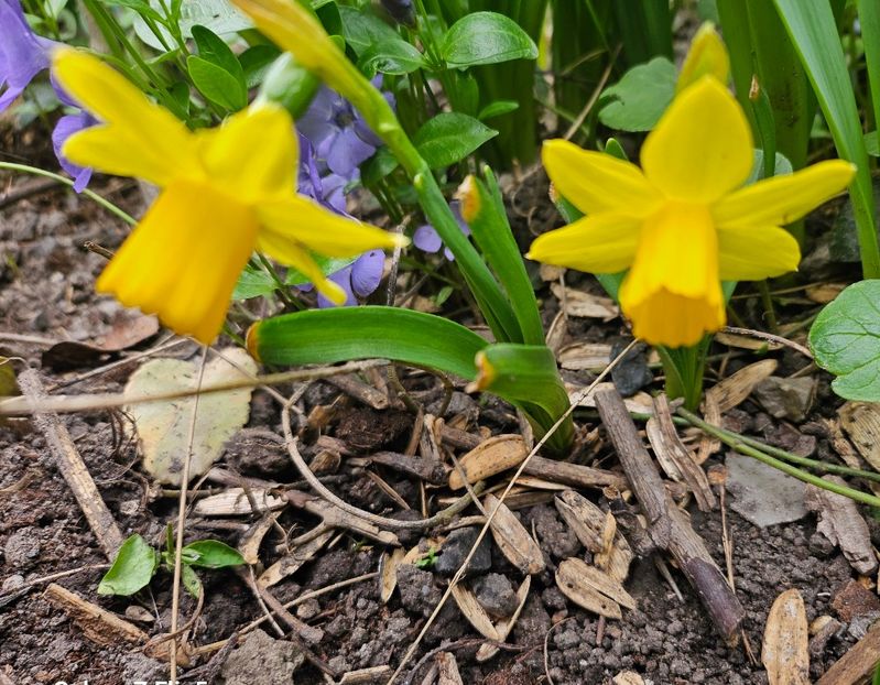  - Narcise 2018 24 25