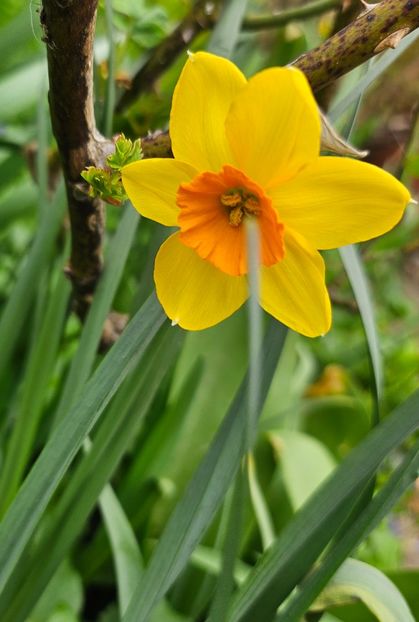  - Narcise 2018 24 25