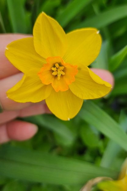  - Narcise 2018 24 25