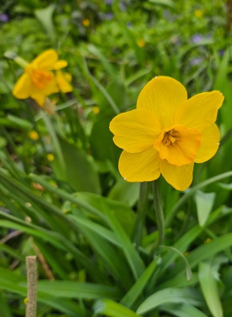  - Narcise 2018 24 25