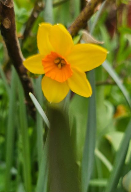  - Narcise 2018 24 25