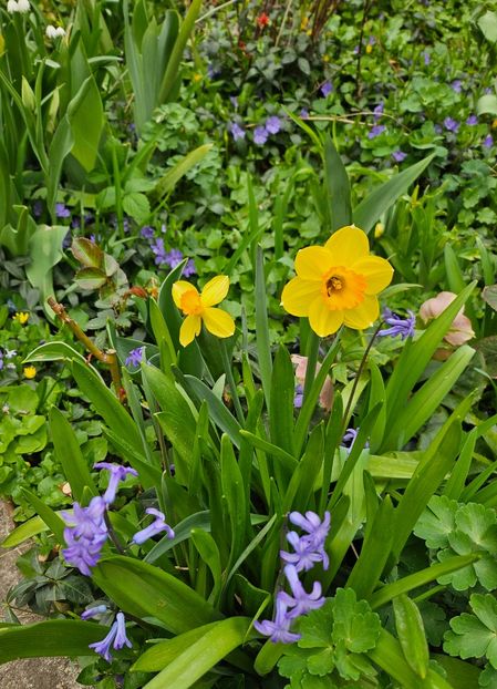  - Narcise 2018 24 25