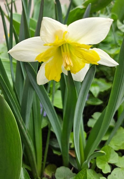  - Narcise 2018 24 25