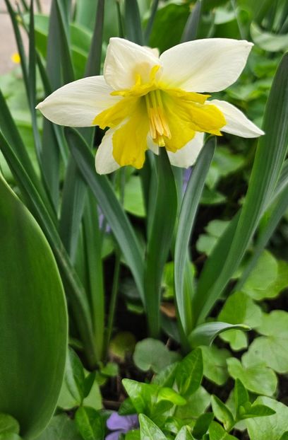  - Narcise 2018 24 25