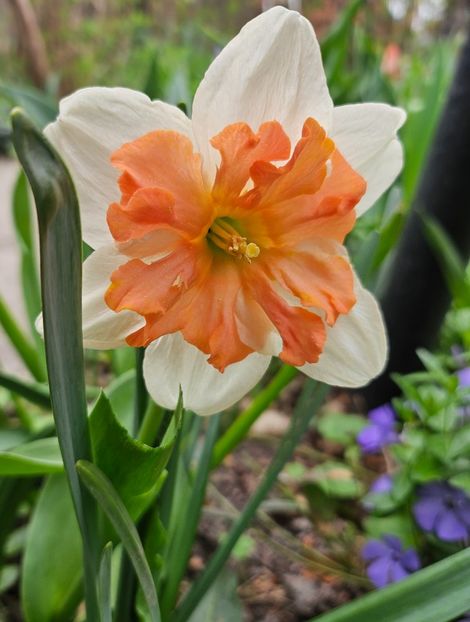  - Narcise 2018 24 25