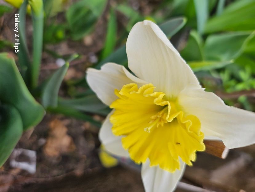  - Narcise 2018 24 25