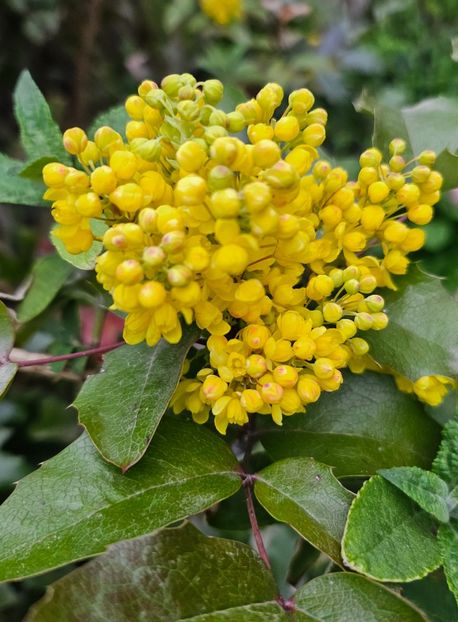  - Arbusti 2017 23 24