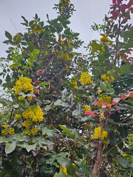  - Arbusti 2017 23 24