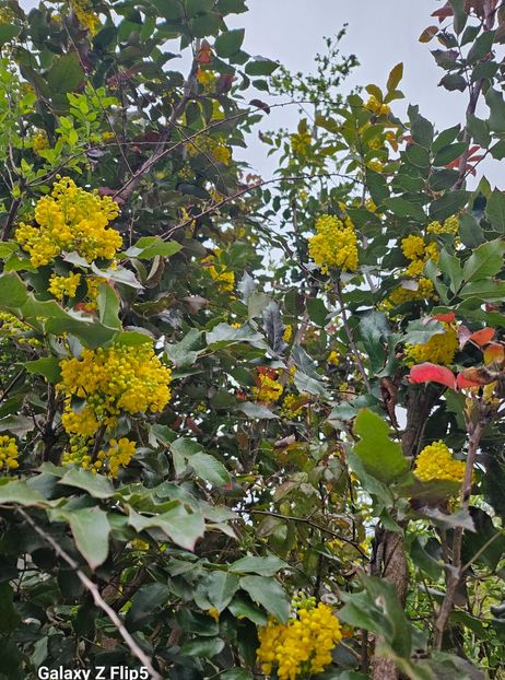  - Arbusti 2017 23 24