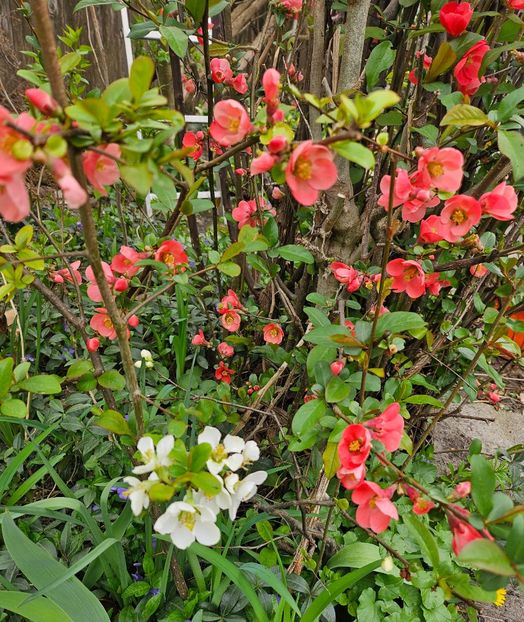  - Arbusti 2017 23 24