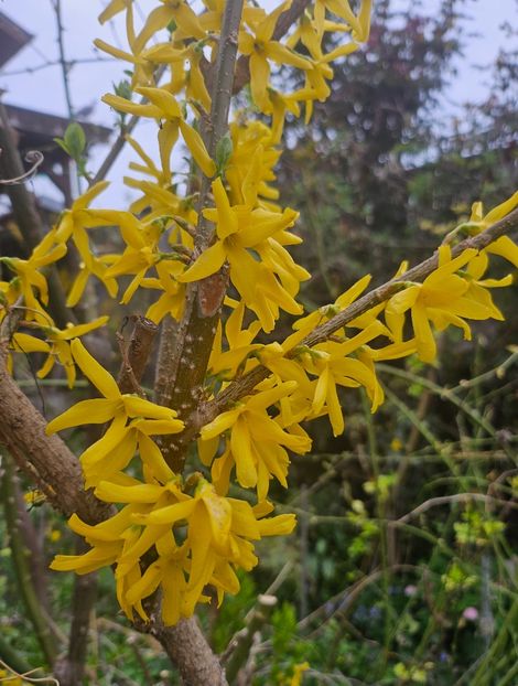  - Arbusti 2017 23 24