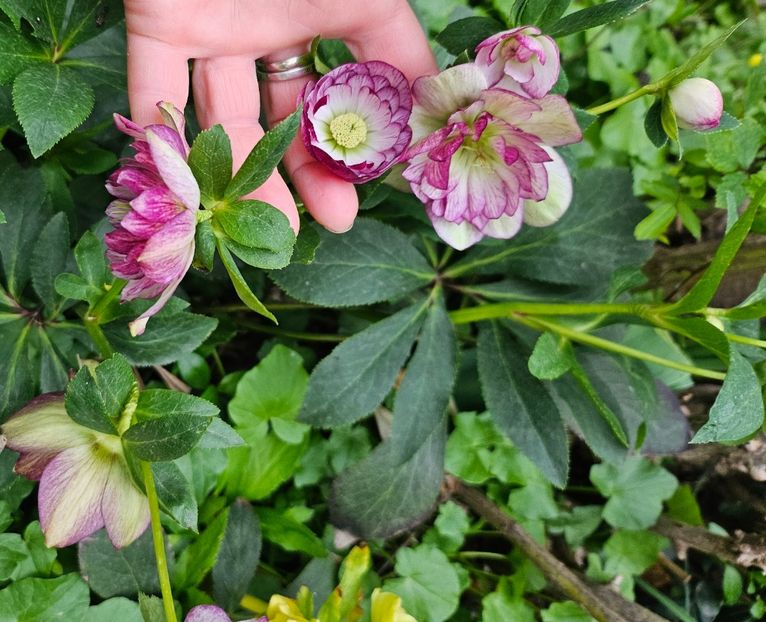  - Helleborus 2025