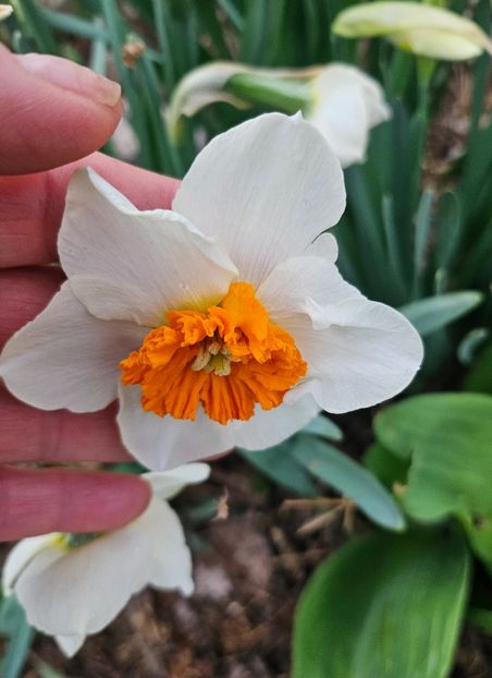  - Narcise 2018 24 25