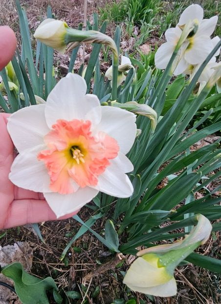  - Narcise 2018 24 25