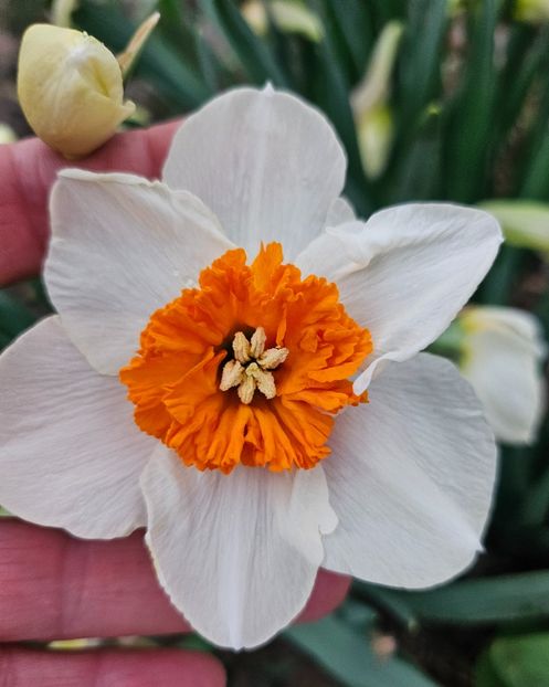  - Narcise 2018 24 25