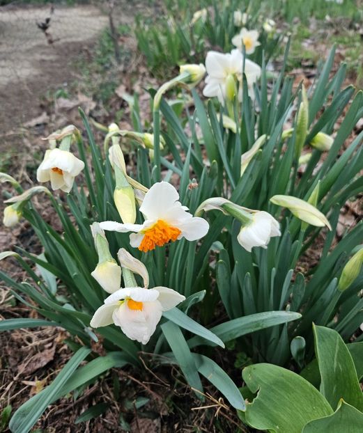  - Narcise 2018 24 25