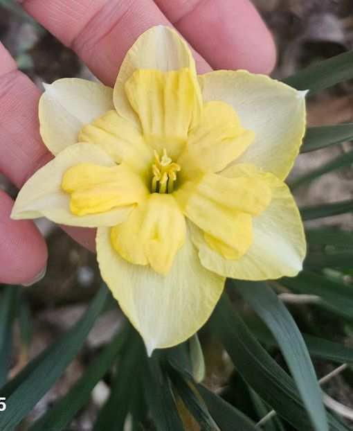  - Narcise 2018 24 25