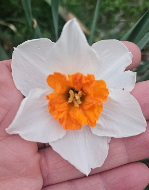 248d83eb-17b0-4af8-993c-b1a32298f848-1_all_91795 - Narcise 2018 24 25