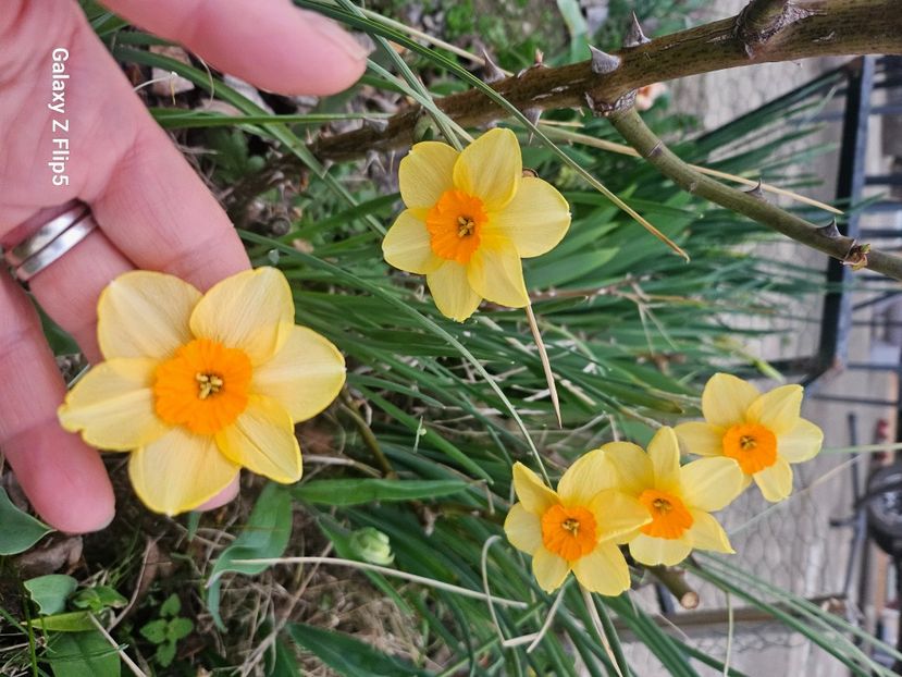 248d83eb-17b0-4af8-993c-b1a32298f848-1_all_91644 - Narcise 2018 24 25